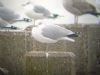 Ring-billed Gull at Shoebury East Beach (Mike Bailey) (47707 bytes)